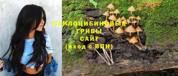 прущие грибы Дмитровск